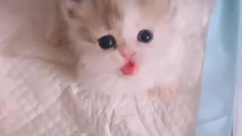Cute kittie