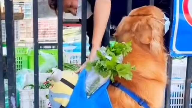 The dog went shopping, like a little talent, like a decent