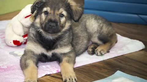 Vasilinka is waiting for the owner!!!