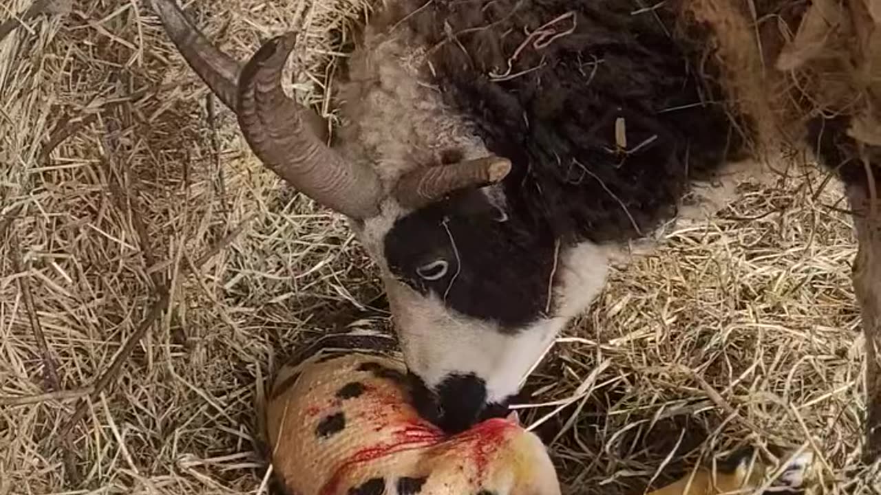 Lambing Diaries from the 2024 Season: Arya - Jacob Ewe Giving Birth