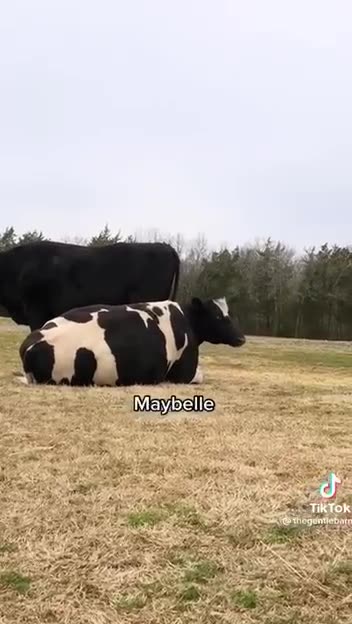 Anti-Loosh Video Number 258. LOOSH is real and bad. Explained below and watch the video