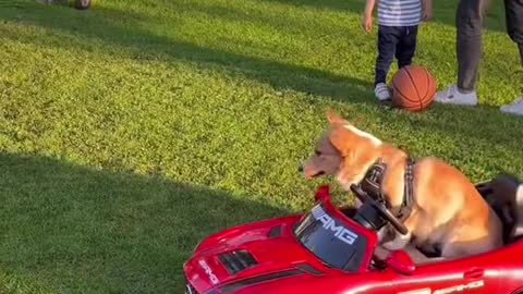 DOG TRIES PARALLEL PARKING