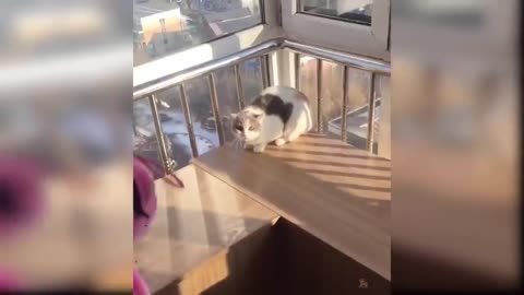 Funny Cat and Dog Videos That Will Make Your Day