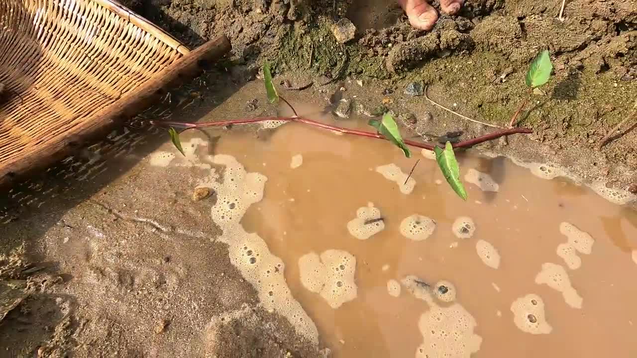 Amazing Catching Turtles in the Nest and Fishing Betta fish Lobster in a lake near the village-9