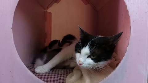 Mother cat purring and cuddling her kittens to calm them down is unbelievably cute