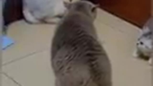 Funny cat short video