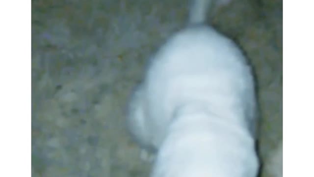 Mí gata quiere comida