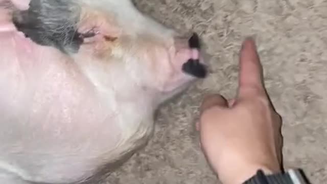 Fishflops#fyp#foryou#pig