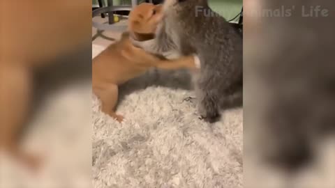 Funniest Animals - Try Not To Laugh - Funny Domestic And Wild Animals' Life