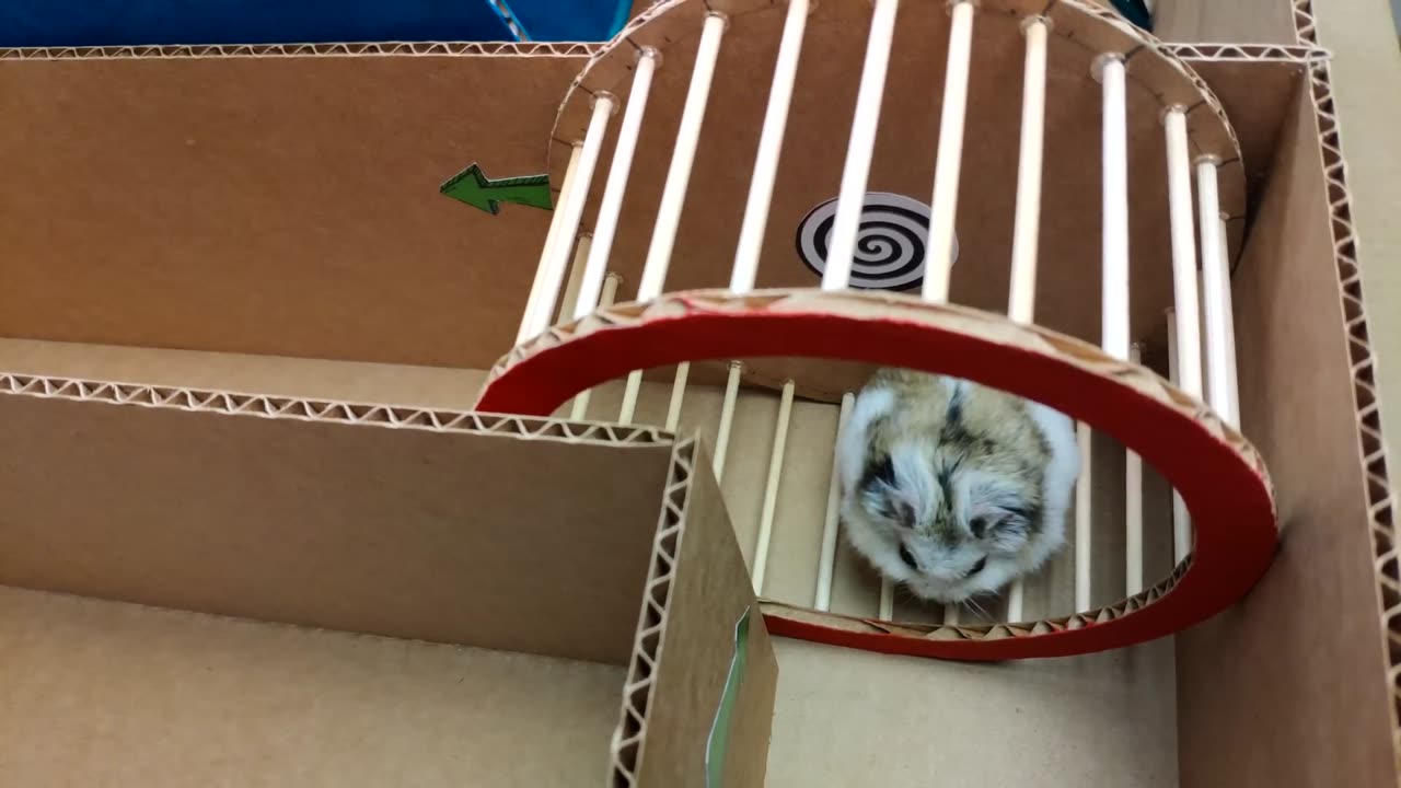 🐹Hamster escapes the awesome maze for Pets in real life 🐹