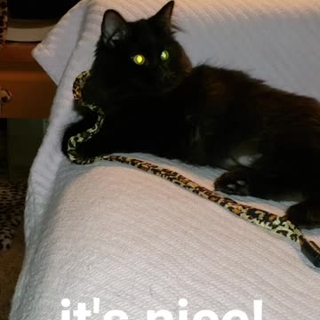 Bessie kitten makes it to the couch!