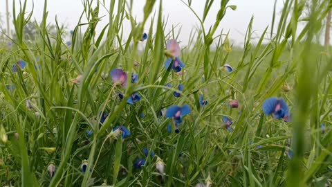 Flowers. A beautiful environment