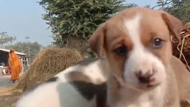 Dogs can with song for Indian village