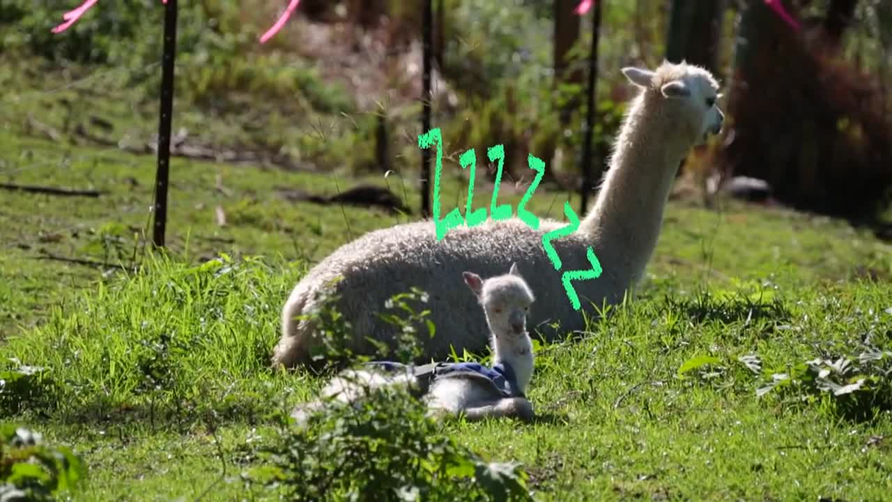 Baby Alpaca's First Day