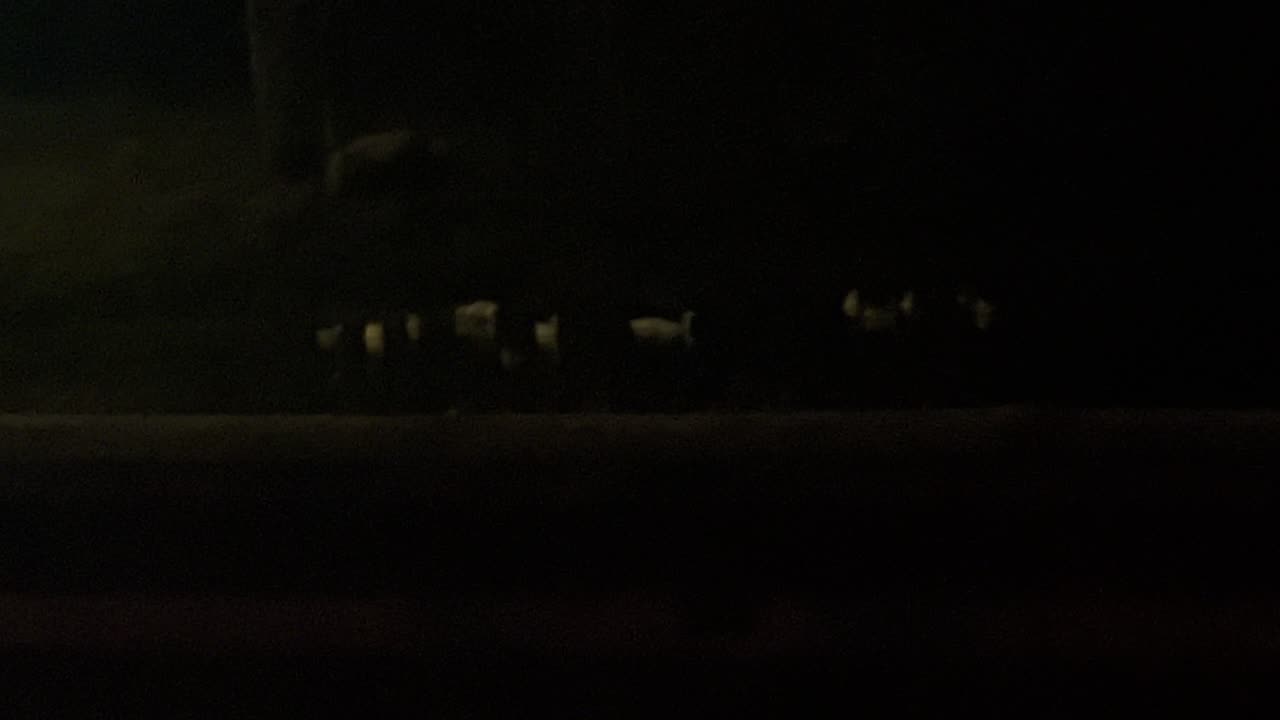 #Ducks At #Night https://youtube.com/shorts/HnfJMxYxpIM?si=_ulr_QF3JMA0kZG5