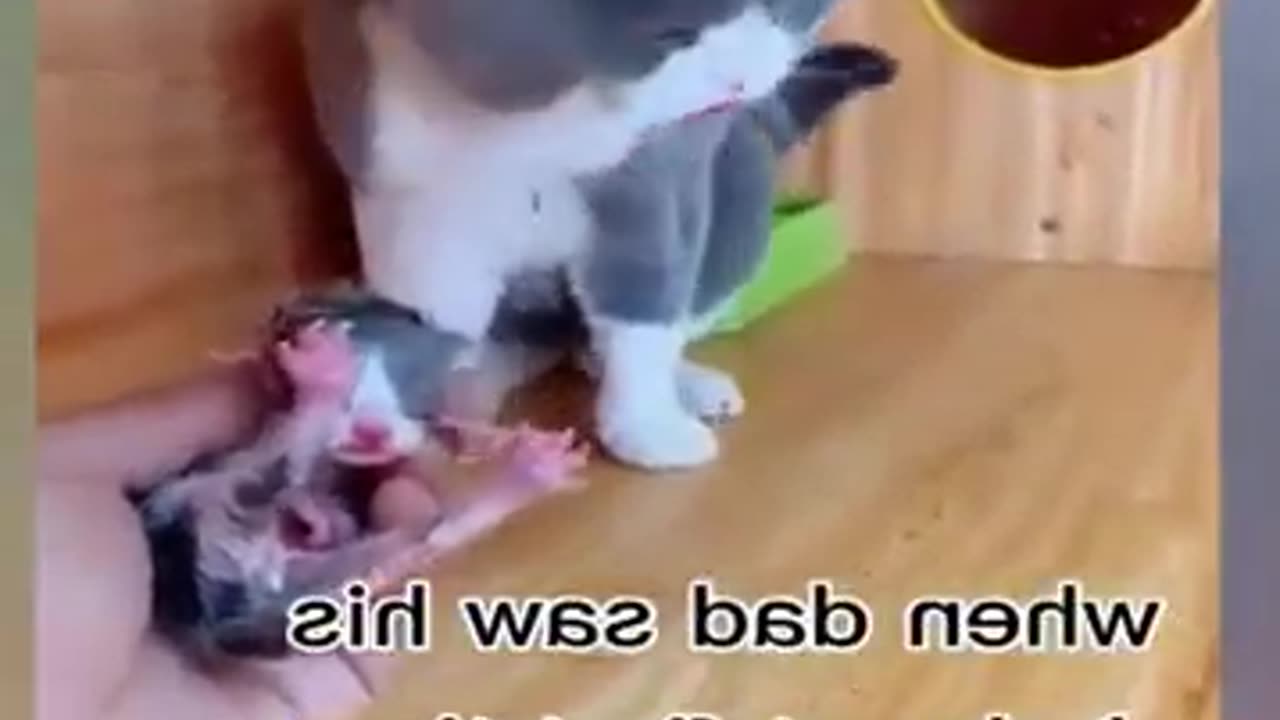 Small cat funny video 😂