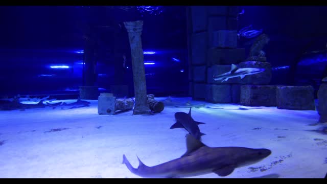 Shark Swimming in an aquarium