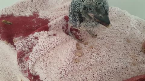 Kookaburra baby eat here first meat