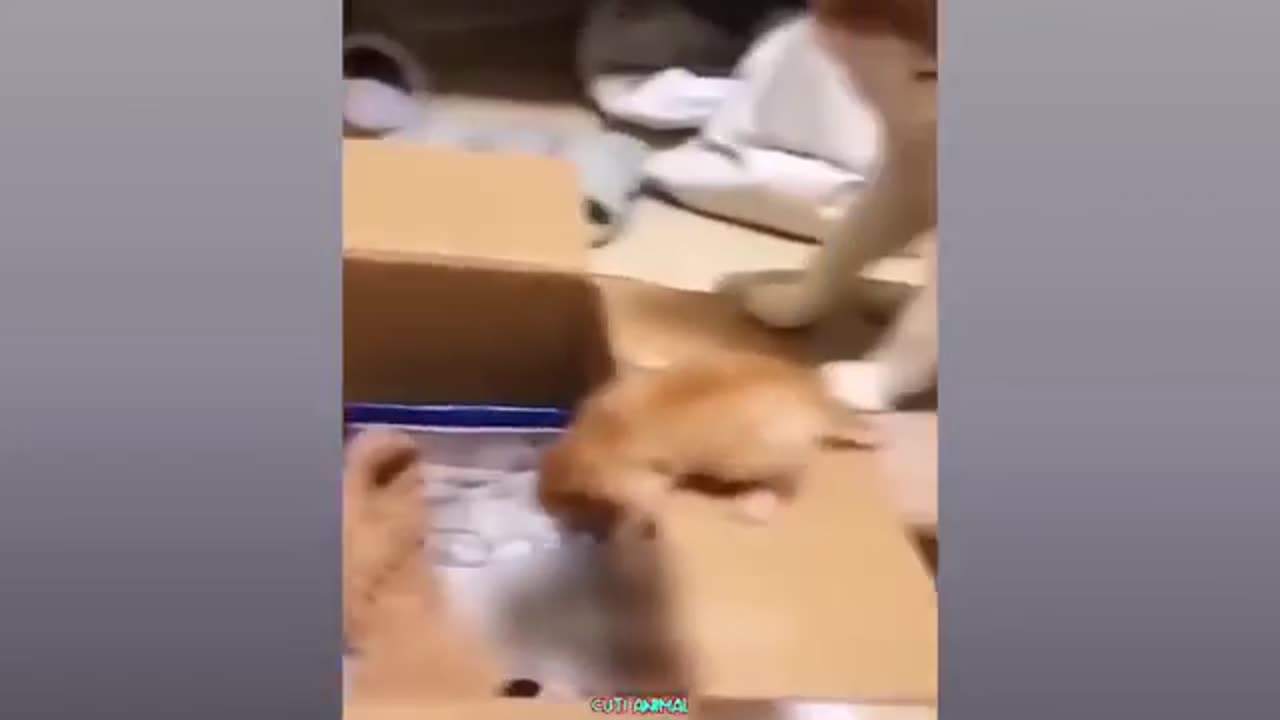 Funny, dog, runner