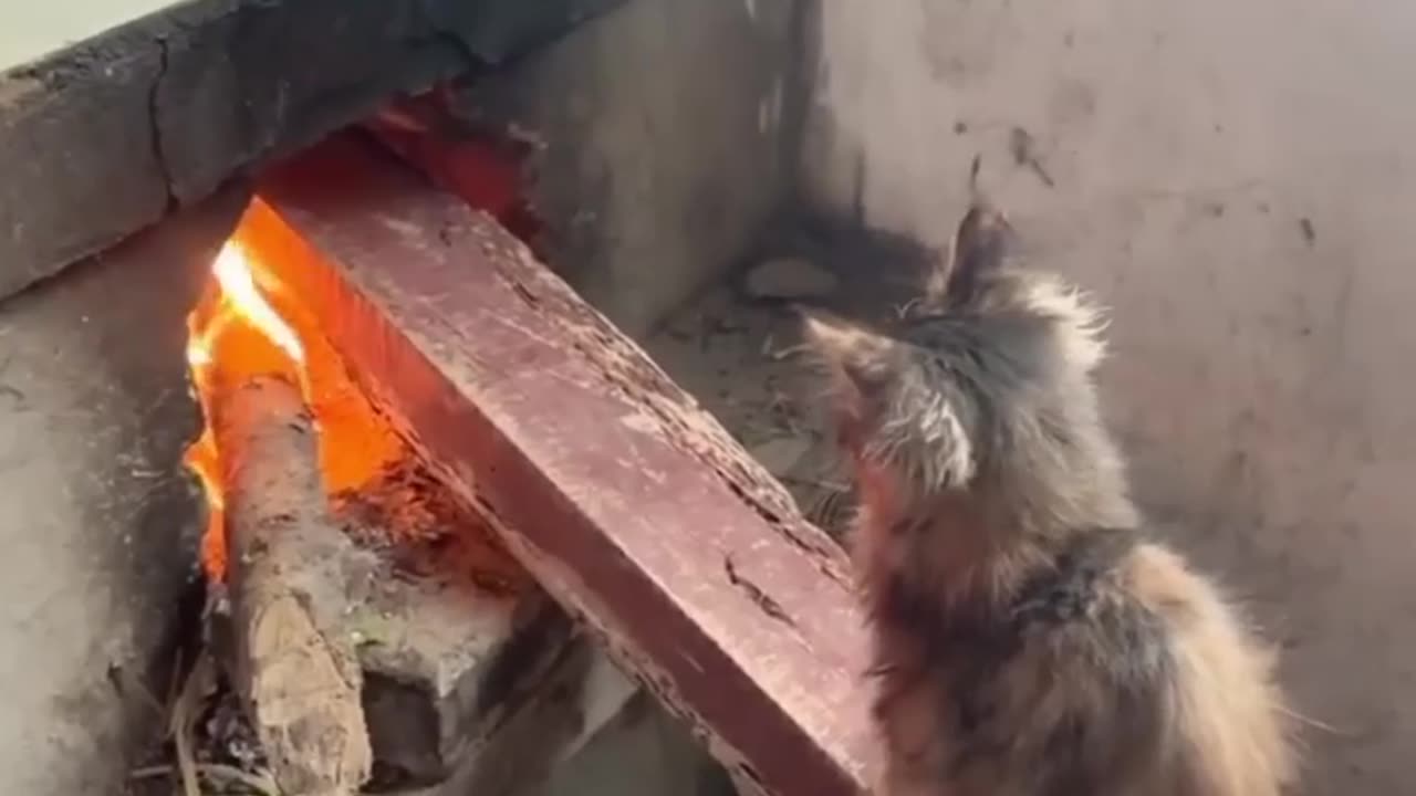 Beautiful Cat funny short video