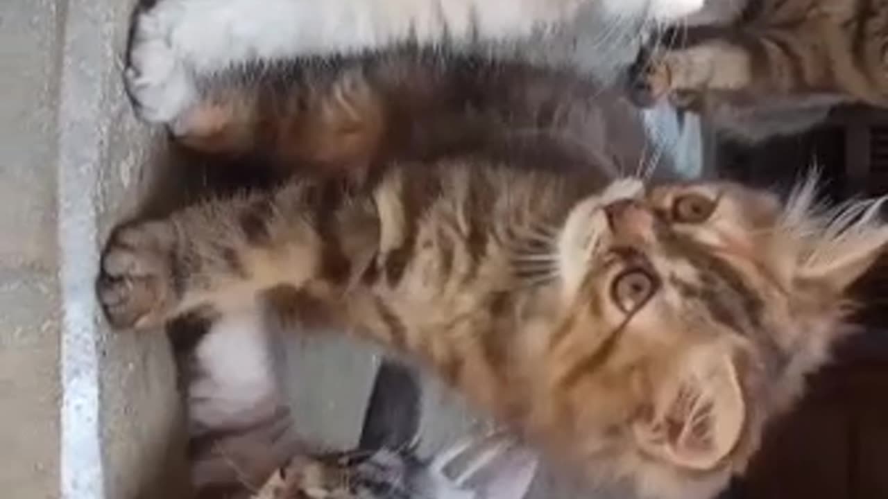 Beautiful kittens