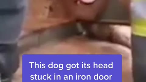 This dog got its head stuck in an iron door