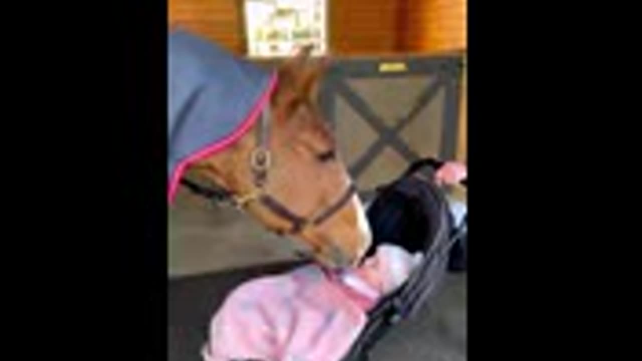 Gentle horse kisses a baby