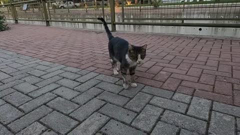 Cat with white paws meowing like a stutterer is incredibly cute