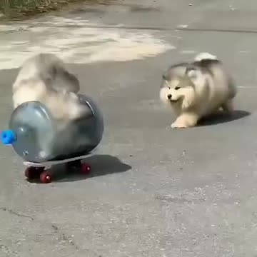 CUTE PUPPIES DRIVER # cute puppies