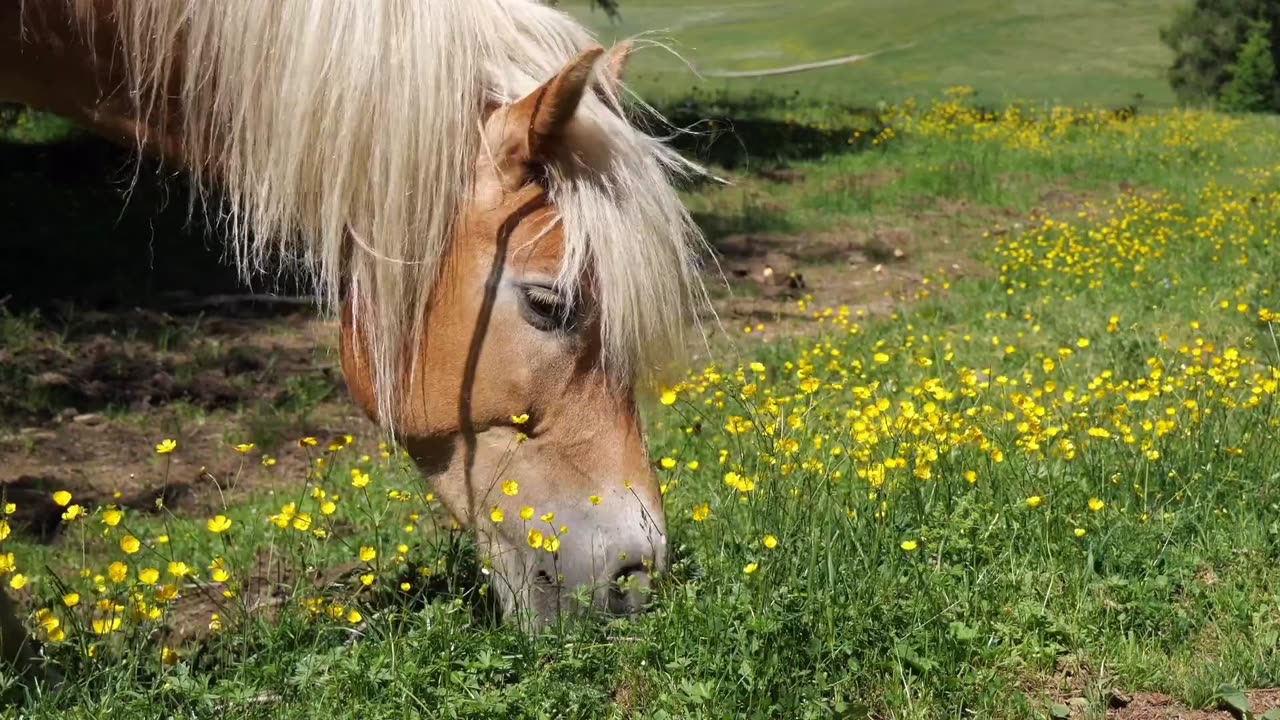 Horse life