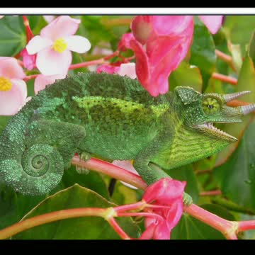 Did You Know? The Jackson’s Chameleon || FACTS || TRIVIA