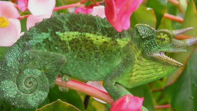 Did You Know? The Jackson’s Chameleon || FACTS || TRIVIA