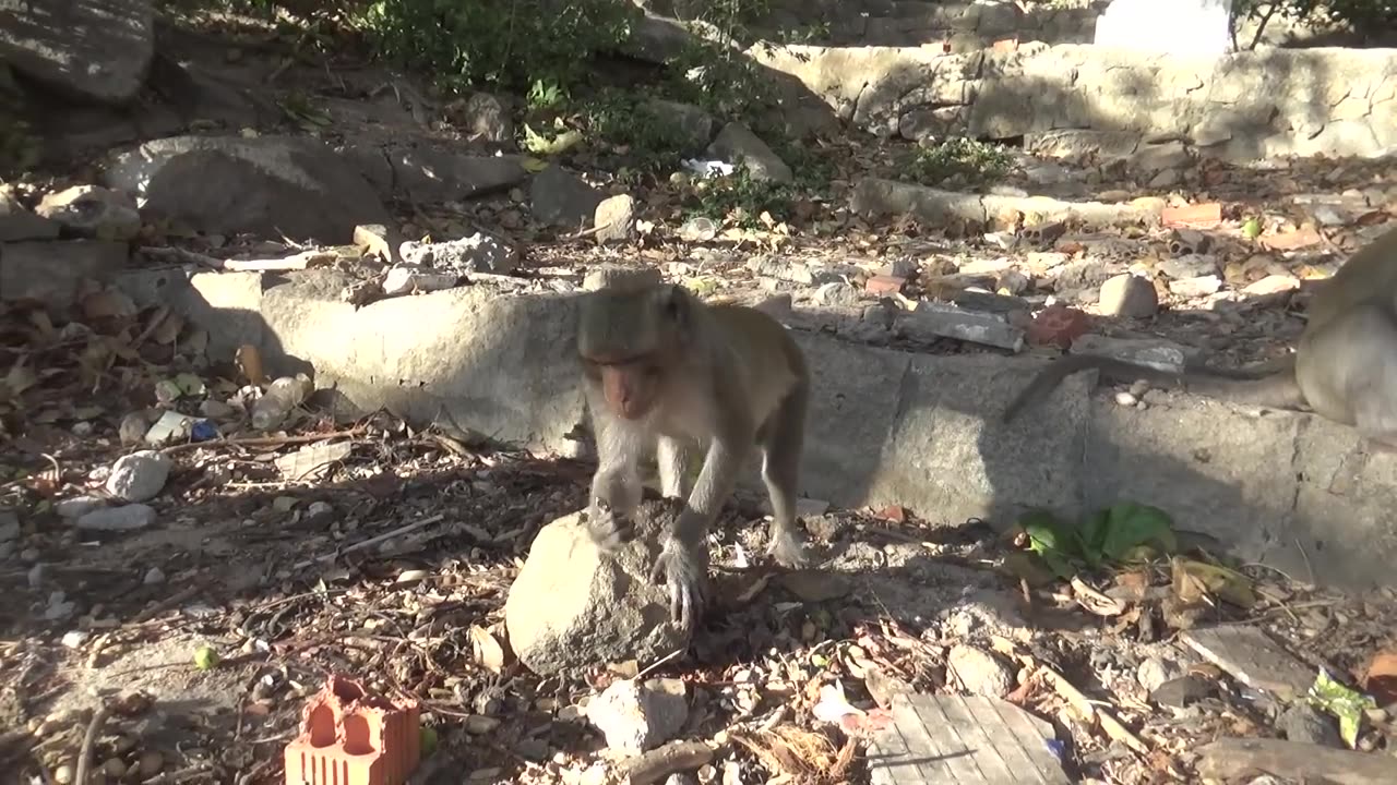 Monkeys Animal funny videos | Funny videos