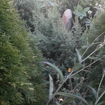 Junipers, wild stone, grass