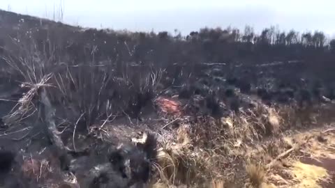 Wildfires continue to rage on Mount Kilimanjaro