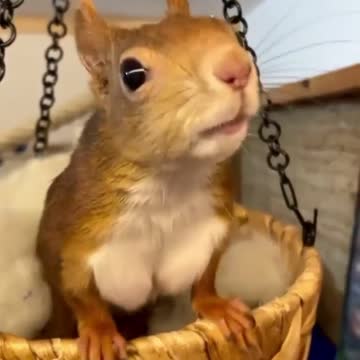 Wildlife animal top video knowledge 5