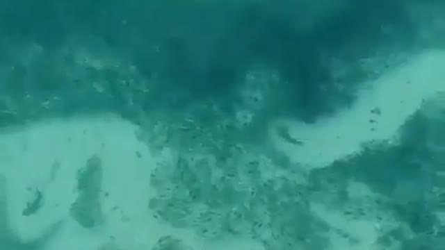 This is a beautiful and charming water-dwelling species