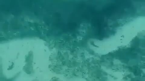 This is a beautiful and charming water-dwelling species