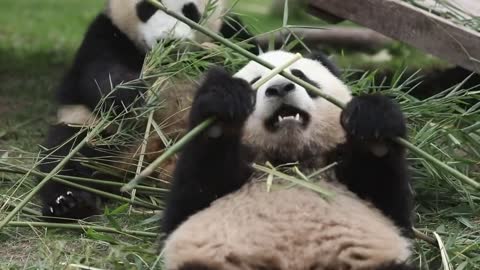 A panda's diet