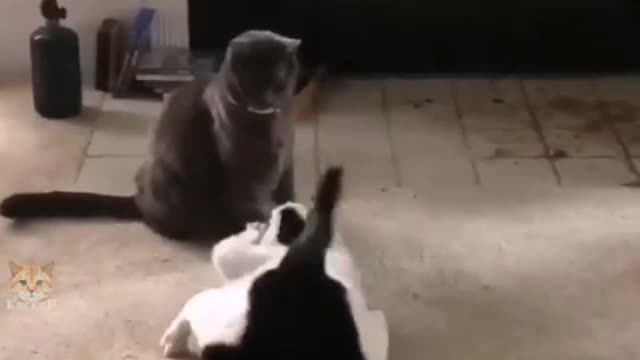 New cat fighting technique