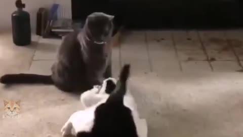 New cat fighting technique