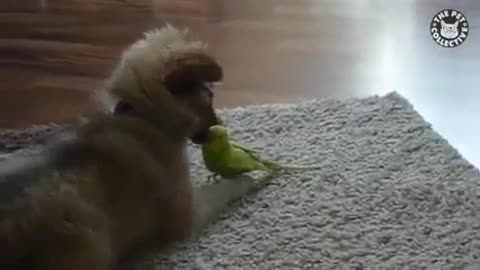 Dog Loves Parrot