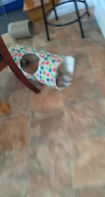 Jasper relaxing in his tunnel