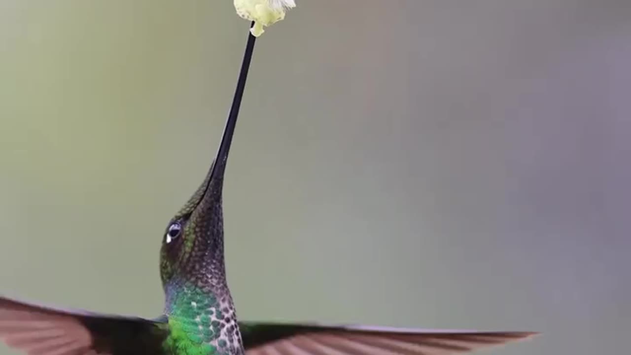 Sword Billed Hummingbird Sucking Nectar