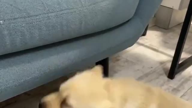 Still trying to get to the cat