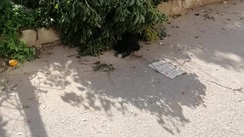 Beautiful, small, weird-looking dogs.