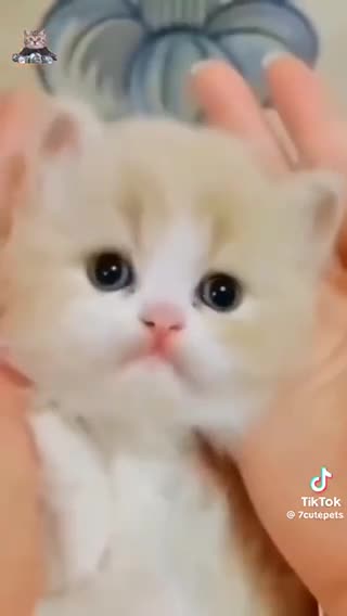 Cute pet cute little kittens baby kitten