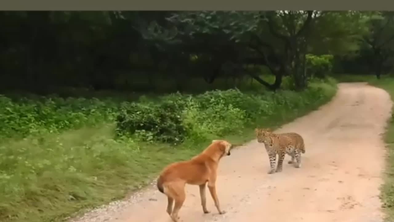 Sudden attacked Leaopard Dog shocked!!!🐅🐅🐕🐕