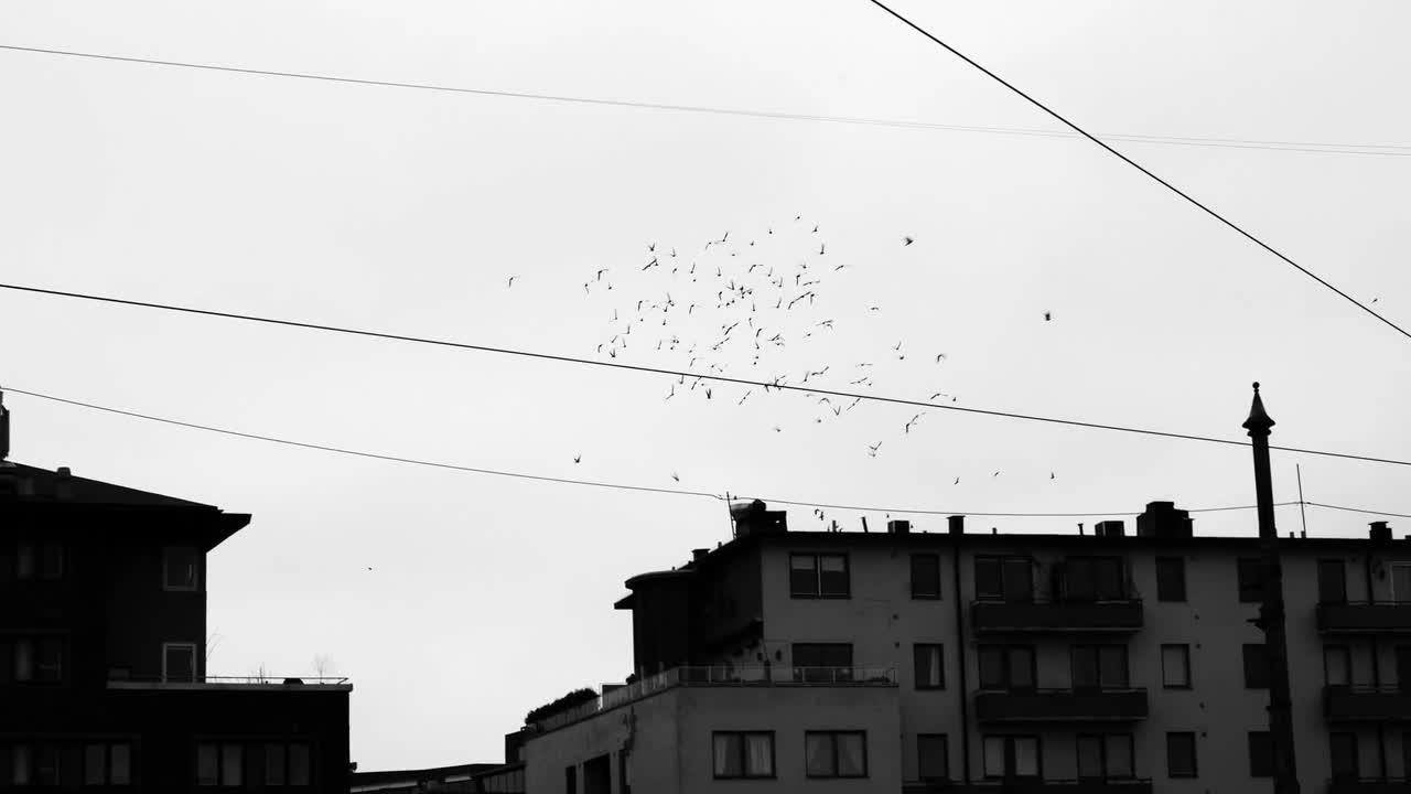 Birds Nature Flight Sky Black And White Flying