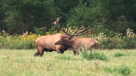 stag and deer